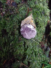 Nectriopsis violacea