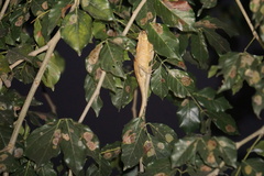 Calotes versicolor