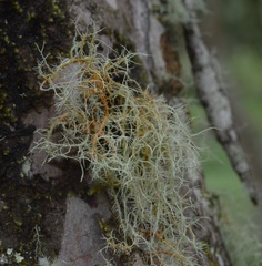 Usnea rubicunda
