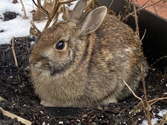 Sylvilagus floridanus