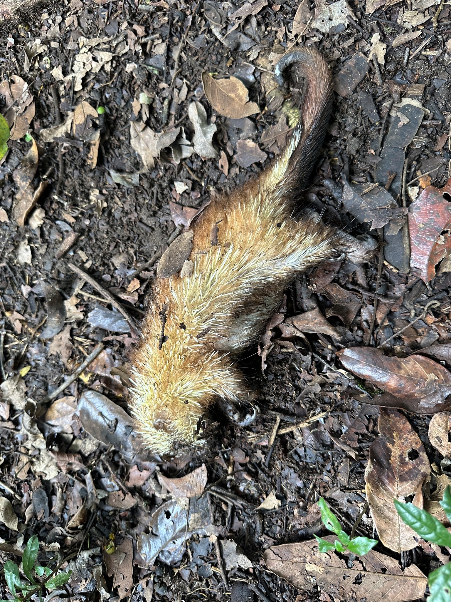 Sphiggurus mexicanus (Kerr, 1792)