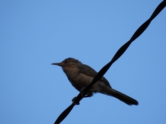 Campylorhynchus turdinus