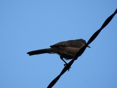 Campylorhynchus turdinus