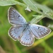 Scarce Large Blue - Photo (c) Baranyi Tamás, some rights reserved (CC BY-NC-ND), uploaded by Baranyi Tamás