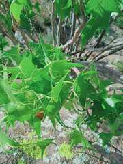 Pittocaulon praecox