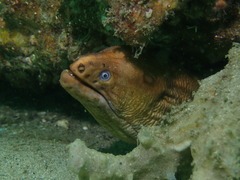 Gymnothorax prasinus