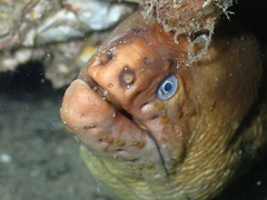 Gymnothorax prasinus