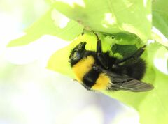 Bombus argillaceus