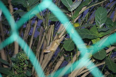 Calotes versicolor