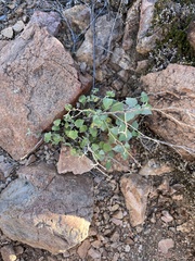 Ambrosia cordifolia
