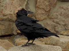 Corvus corax sinuatus