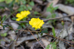 Hibbertia cunninghamii