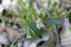 Hibbertia cunninghamii