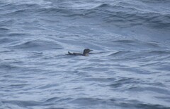 Cerorhinca monocerata