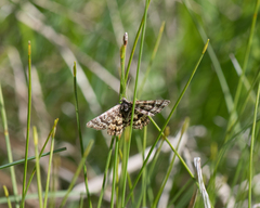 Epelis truncataria