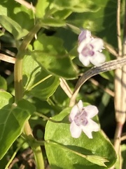 Clinopodium brownei