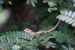 Calotes versicolor
