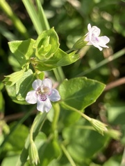 Clinopodium brownei