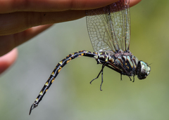 Gomphaeschna furcillata