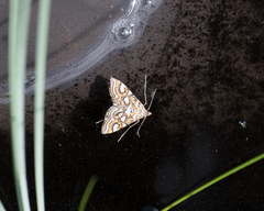 Elophila ekthlipsis