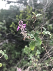 Aloysia macrostachya