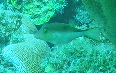 Canthigaster rostrata