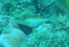 Canthigaster rostrata