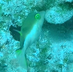 Canthigaster rostrata
