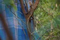 Calotes versicolor