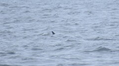 Grampus griseus