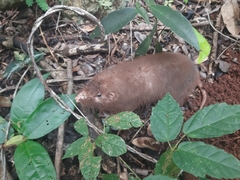 Heterogeomys hispidus