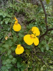 Calceolaria biflora