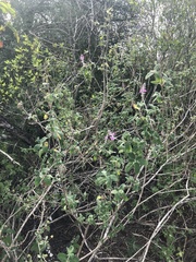 Aloysia macrostachya