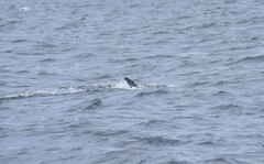 Grampus griseus