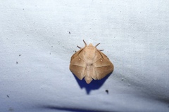 Lasiocampoidea
