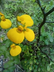 Calceolaria biflora
