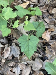 Mikania cordifolia