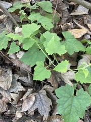 Mikania cordifolia