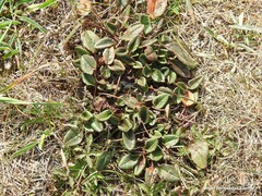 Rumex rupestris