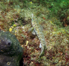 Istigobius hoesei