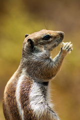 Atlantoxerus getulus