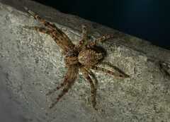 Philodromus