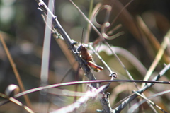 Perixerus