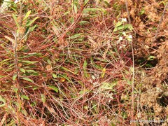 Cuscuta epithymum