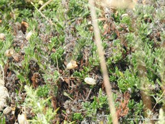Glandora prostrata