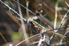 Perixerus