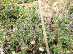 Glandora prostrata