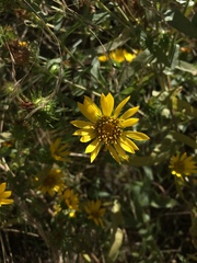 Grindelia integrifolia