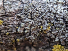 Phaeophyscia pusilloides