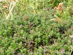 Glandora prostrata